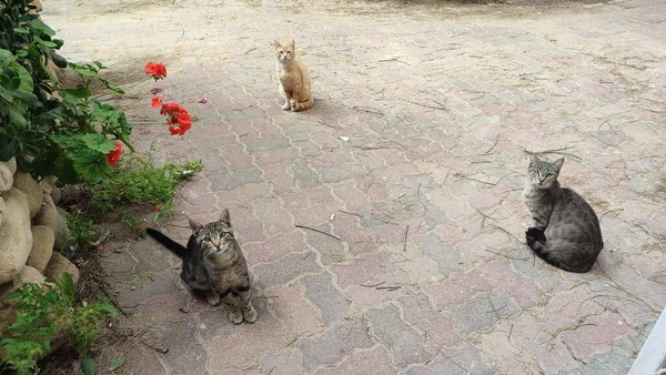 3匹の猫が庭に座っている 高品質の写真 — ストック写真