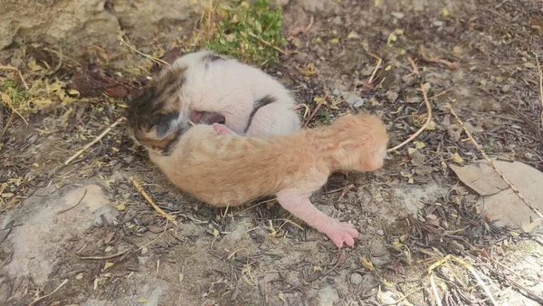 Pasgeboren Kittens Dakloze Straatdieren Hoge Kwaliteit Foto — Stockfoto