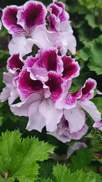 stock image french geranium, garden flowers, plant, botany, nature. High quality photo