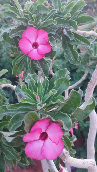 一束美丽的粉红色花朵 高质量的照片 — 图库照片