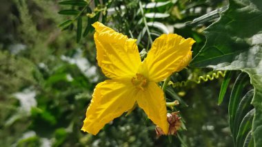 Yeşil yapraklı sarı çiçekler, bitki doğası. Yüksek kalite fotoğraf