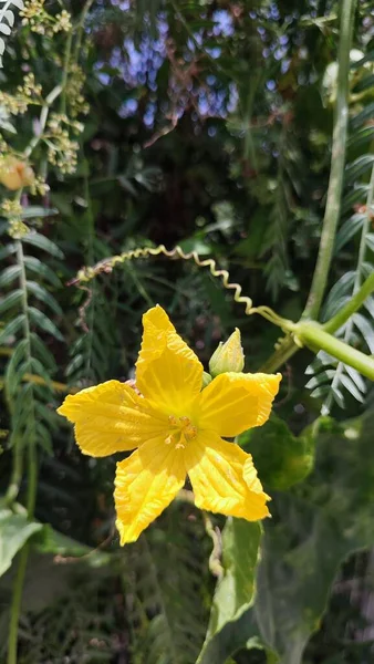 Flores Amarillas Con Hojas Verdes Naturaleza Vegetal Foto Alta Calidad — Foto de Stock