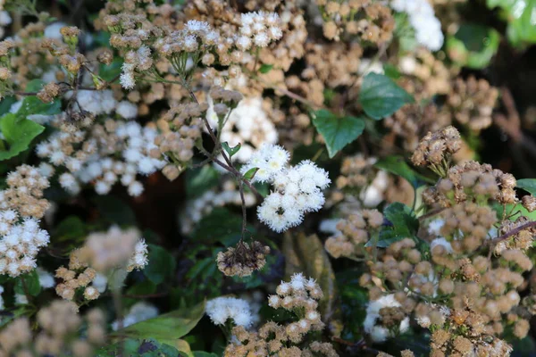 緑の茂みの上の白い野生の花の葉 植物の景色 高品質の写真 — ストック写真