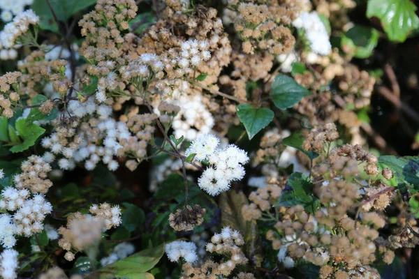 White Wild Flowers Green Bush Leaves Nature Botanical View High — Stock Photo, Image