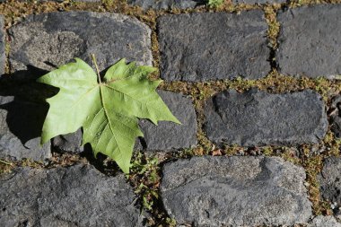 Siyah taşlarda yeşil akçaağaç yaprağı, doğa parkı arka planı. Yüksek kalite fotoğraf