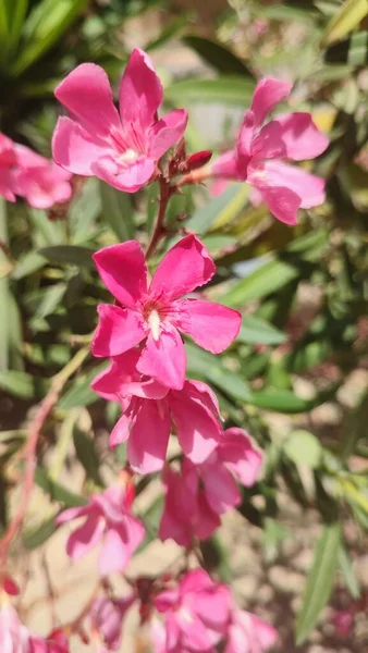 Rosa Wildblumen Pflanzen Natur Grüne Blätter Hochwertiges Foto — Stockfoto