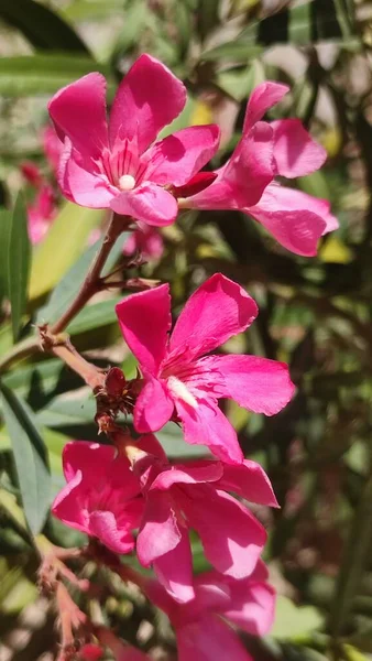 粉色野花 植物自然 高质量的照片 — 图库照片