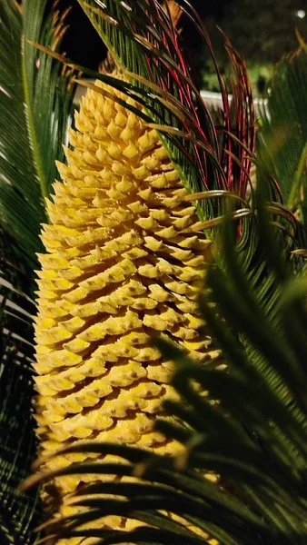 Fleurs Jaunes Buisson Palmier Feuille Verte Nature Vue Botanique Jardin — Photo