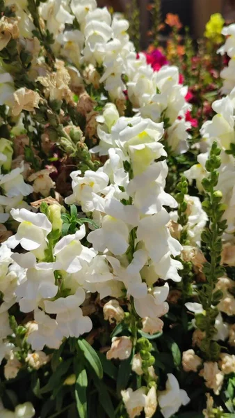 Fleurs Ornementales Blanches Dans Jardin Printemps Été Nature Variété Botanique — Photo