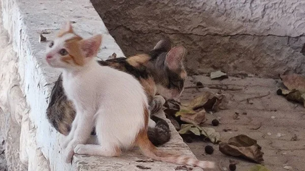 Kittens Huisdieren Lopen Straat Vlakbij Het Huis Foto — Stockfoto