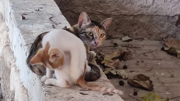 Kittens Huisdieren Lopen Straat Vlakbij Het Huis Foto — Stockfoto