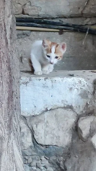 Gato Cinza Branco Amarelo Senta Rua Animais Estimação Raça Animais — Fotografia de Stock