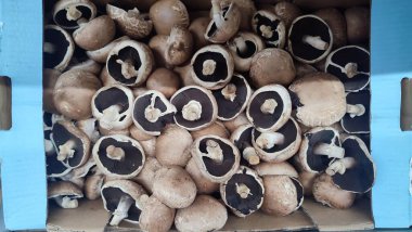 Mağazada taze şampiyon mantarları, yiyecek geçmişi. Yüksek kalite fotoğraf