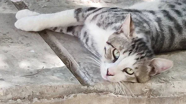Gato Cinzento Branco Está Rua Animais Estimação Foto Alta Qualidade — Fotografia de Stock