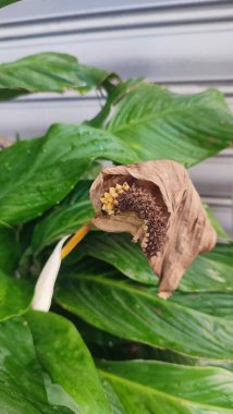 Beyaz kalla eski çiçekler, yeşil yaprak bitkisi. Yüksek kalite fotoğraf