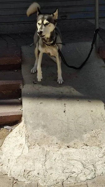 Τσοπανόσκυλο Στέκεται Στο Δρόμο Λουρί Κατοικίδια Υψηλής Ποιότητας Φωτογραφία — Φωτογραφία Αρχείου