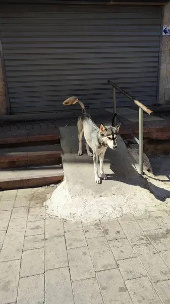 Shepherd Dog Staat Aan Lijn Straat Huisdieren Hoge Kwaliteit Foto — Stockfoto