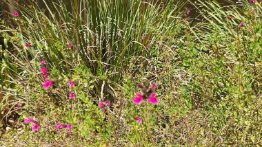 Pembe tarla çiçekleri, bitkiler doğa, botanik manzara. Yüksek kalite fotoğraf