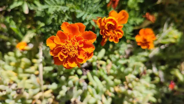 orange summer flowers in the garden, green plant leaves. High quality photo