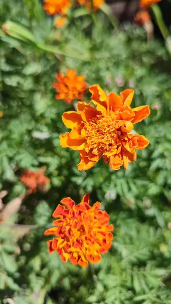 orange summer flowers in the garden, green plant leaves. High quality photo