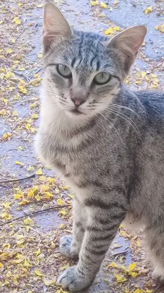 Graue Katze Sitzt Auf Steinen Straße Haustieren Hochwertiges Foto — Stockfoto
