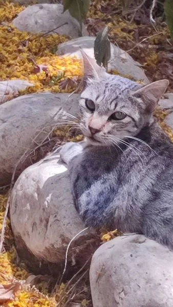 Graue Katze Sitzt Auf Steinen Straße Haustieren Hochwertiges Foto — Stockfoto