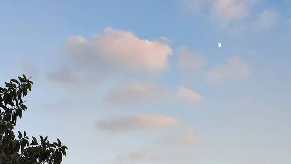 Голубое Небо Розовые Облака Луна Закате Фон Природы Деревьев Высокое — стоковое фото