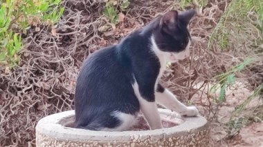 Dışarıda bir taşın üzerinde oturan siyah beyaz kedi, evcil hayvanlar, hayvanlar. Yüksek kalite fotoğraf