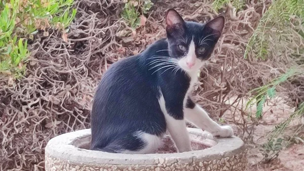 Zwart Wit Kat Zittend Een Steen Buiten Huisdieren Dieren Hoge — Stockfoto