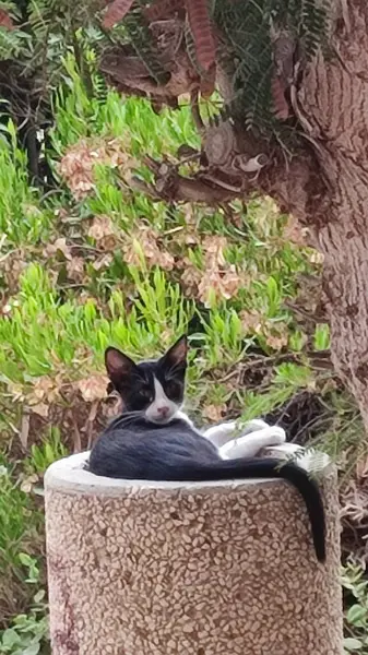 Schwarz Weiße Katze Sitzt Auf Einem Stein Freien Haustiere Tiere — Stockfoto