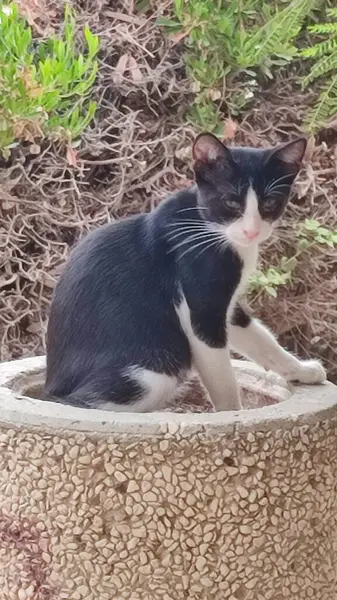 Schwarz Weiße Katze Sitzt Auf Einem Stein Freien Haustiere Tiere — Stockfoto