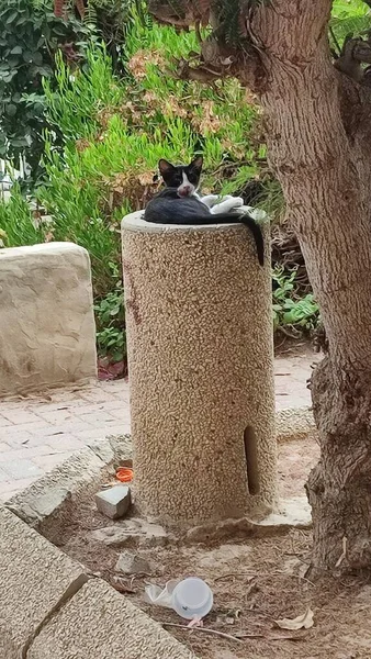 Black White Cat Sitting Stone Outdoors Pets Animals High Quality — Stock Photo, Image