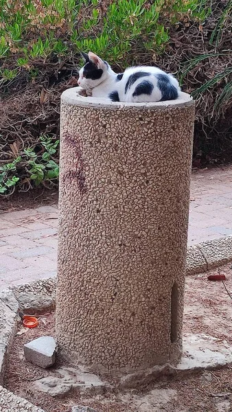 Gato Preto Branco Sentado Uma Pedra Livre Animais Estimação Animais — Fotografia de Stock