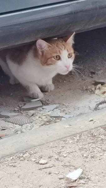 Gato Rojo Blanco Sentado Una Piedra Aire Libre Mascotas Animales — Foto de Stock