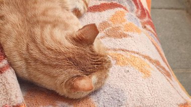 Kızıl kedi battaniyenin üzerinde uyuyor, evcil hayvanlar, hayvanlar. Yüksek kalite fotoğraf