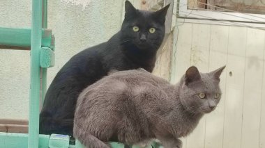 Siyah ve gri kedi evcil hayvanları. Yüksek kalite fotoğraf