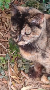 Gri kedi, evcil hayvanlar, hayvanlar. Yüksek kalite fotoğraf