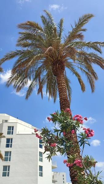 palm tree, flowers, white hotel building summer nature blue sky . High quality photo