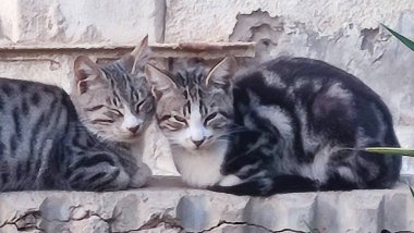 Gri kediler uyur, hayvanlar, evcil hayvanlar. Yüksek kalite fotoğraf