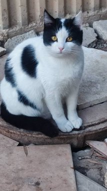 Gri kediler uyur, hayvanlar, evcil hayvanlar. Yüksek kalite fotoğraf