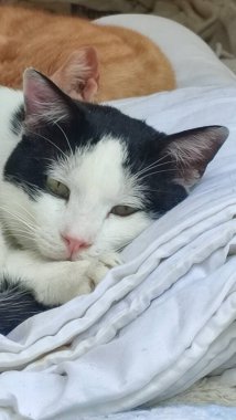 Siyah beyaz kedi battaniyenin üstünde uyur, evcil hayvanlar, hayvanlar. Yüksek kalite fotoğraf