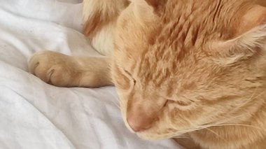 Kırmızı kedi uyuyor, evcil hayvanlar, hayvanlar. Yüksek kalite fotoğraf