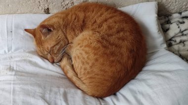 Kırmızı kedi uyuyor, evcil hayvanlar, hayvanlar. Yüksek kalite fotoğraf