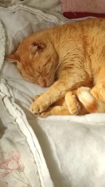 red cat sleeps, pets, animal. High quality photo