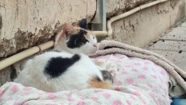 Siyah beyaz kedi battaniyenin üstünde uyur, evcil hayvanlar, hayvanlar. Yüksek kalite fotoğraf