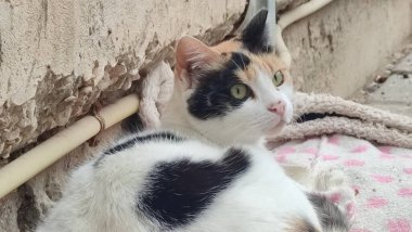 Siyah beyaz kedi battaniyenin üstünde uyur, evcil hayvanlar, hayvanlar. Yüksek kalite fotoğraf