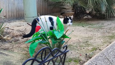 Siyah beyaz kedi, evcil hayvanlar, hayvanlar. Yüksek kalite fotoğraf