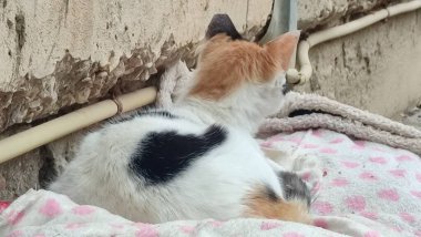 Siyah beyaz kedi battaniyenin üstünde uyur, evcil hayvanlar, hayvanlar. Yüksek kalite fotoğraf