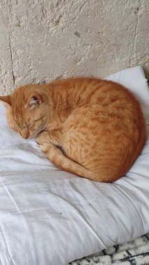 Kırmızı kedi uyuyor, evcil hayvanlar, hayvanlar. Yüksek kalite fotoğraf