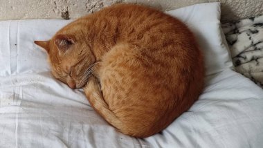 Kırmızı kedi uyuyor, evcil hayvanlar, hayvanlar. Yüksek kalite fotoğraf